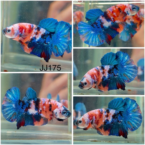 Male betta live fish - fish, koi