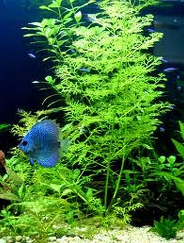 Live aquarium plant - live,