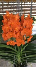 Rare Vanda Viboon Sunset orchid plant  FS , not in bloom