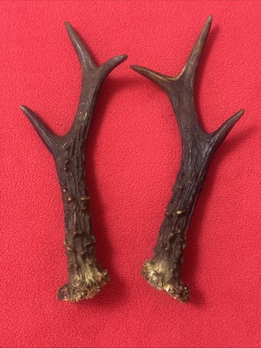 Pair roe deer - pair, of