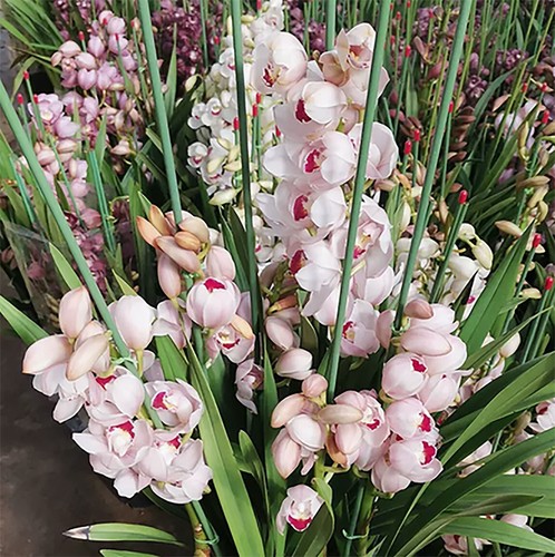 Cymbidium 大花蕙兰 - cymbidium,