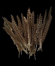 30 Pheasant Hen Feathers