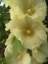 Hollyhock Alcea seeds x 30