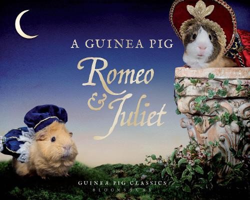 Guinea pig romeo juliet - pig, &