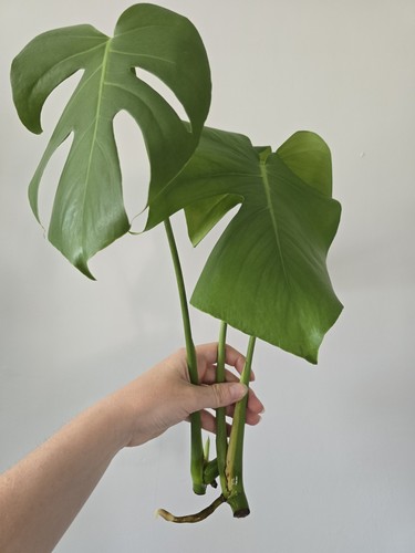 Monstera deliciosa swiss - monstera,