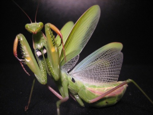 European praying mantis egg - 2,