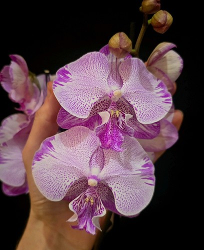 Rare phalaenopsis pink - phalaenopsis,
