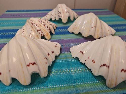 Bears paw clam shells - shells, (5)