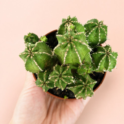 Euphorbia frankii clustered - euphorbia,