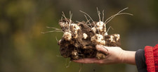 Jerusalem Artichokes tubers