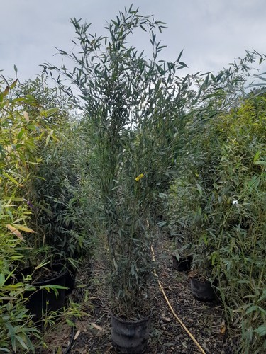 Phyllostachys bisettii 18l - bisettii,