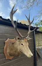Taxidermy Very Large Royal 12