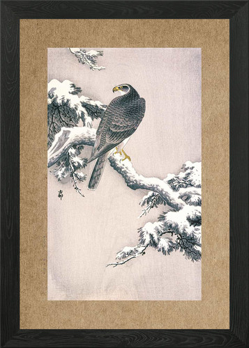 Goshawk snow framed - on,