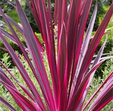 2 x Cordyline australis 'Pink