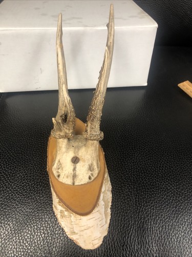 Antique mounted deer antlers - mounted,