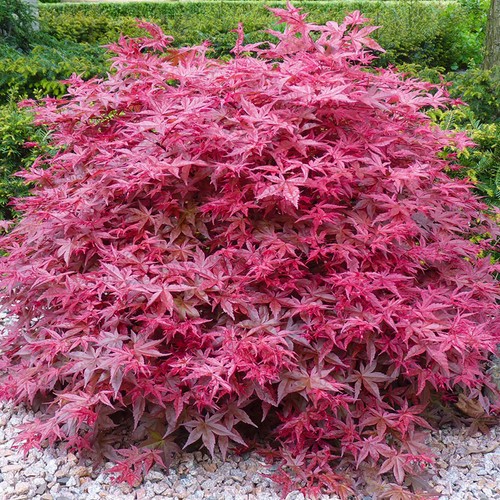 Acer palmatum beni maiko - 'beni-maiko', |