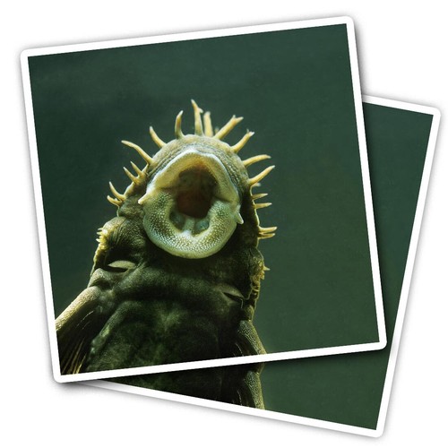 Vinyl stickers bristlenose - 2x,