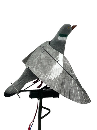 Enticer with pigeon - pigeon, flapper