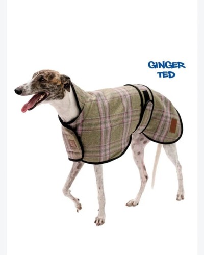 Ginger ted dog - ted,