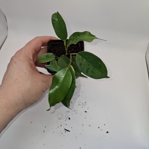 Ficus benjamina plant - plant, –