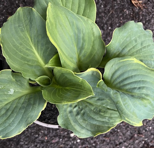 Hosta hippodrome medium - hosta,