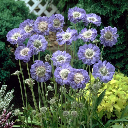 Perennial plant scabiosa - scabiosa, fama