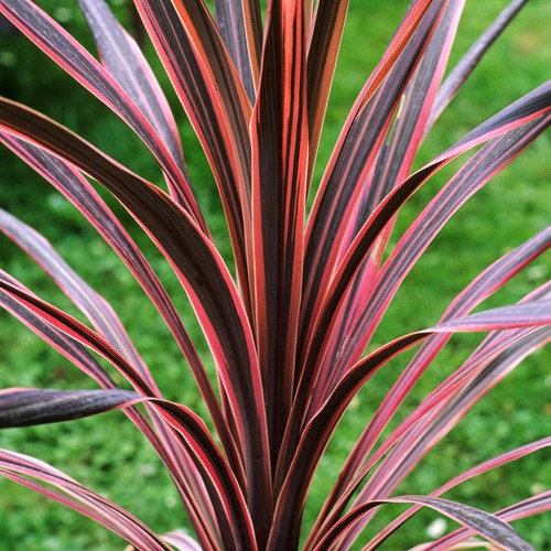 Cordyline southern splendour - cordyline,