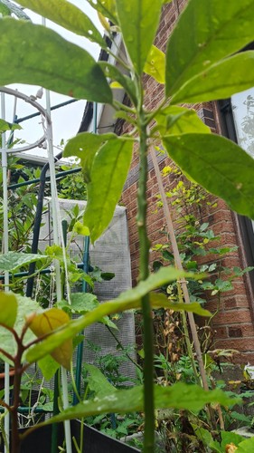 Avocado plant for indoor and - plant,
