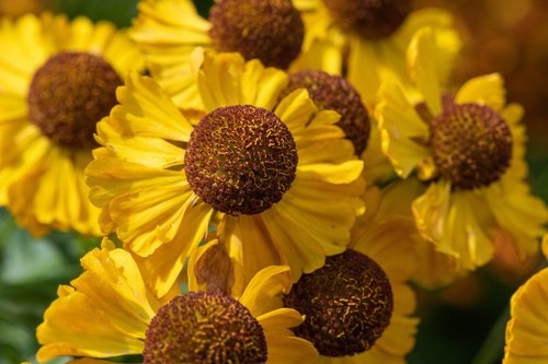 2000 autumn sneezeweed - 2000,