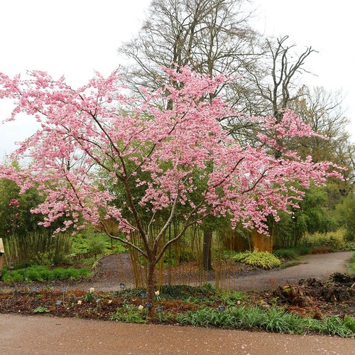 Accolade flowering cherry - flowering,