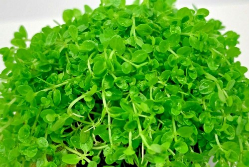 Hemianthus callitrichoides - hemianthus,