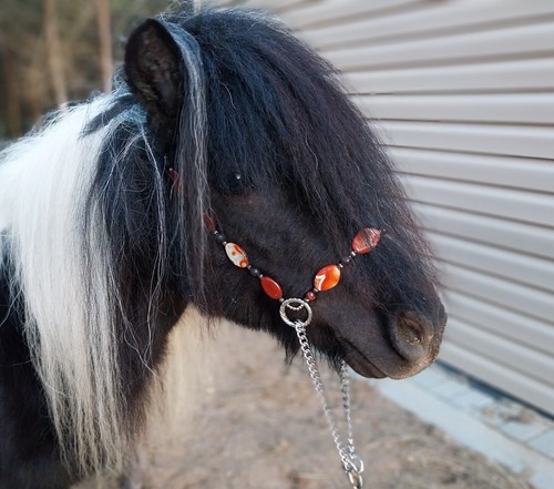 Miniature horse show - miniature, halter