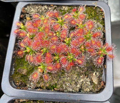 Drosera roseana pygmy sundew - -,