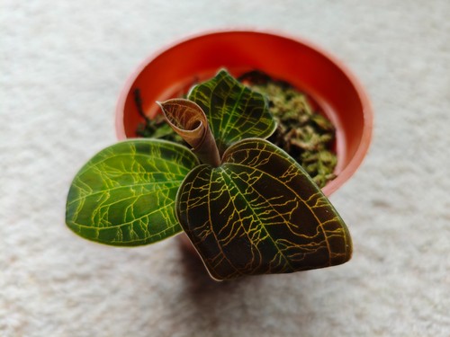Macodes petola jewel - , fs