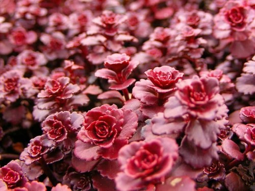 Sedum dragons blood fresh - dragons,