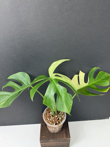 Monstera mint noid - monstera,