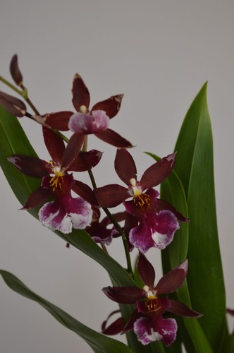 Barrocco red cambria orchid - barrocco, red,