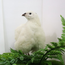 Jumbo White Coturnix Hatching