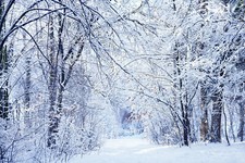Winter Forest Snow Scene Vinyl Background Photography Backdrop Studio Props