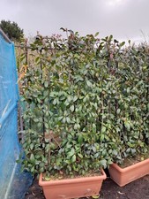 Red Robin Screen Instant