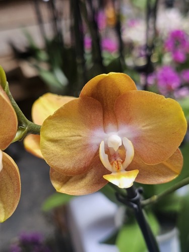 Phal las vegas - phal.,