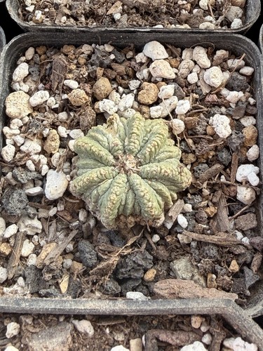 Ariocarpus cactus rare ritteri - cactus,