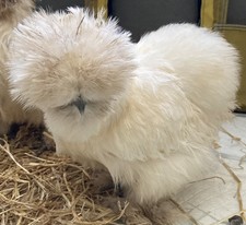 Fluffy Feather Farm Egg Box -