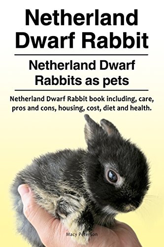 Netherland dwarf rabbit - netherland,
