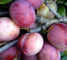 Jubilee Plum Fruit Tree | 4-5ft Bare Root Tree By Direct Plants