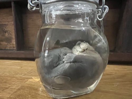 Extra large fetal rabbit wet - large,