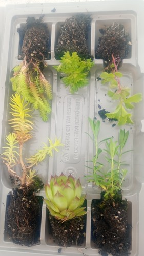 Hardy alpine plug plants - alpine,