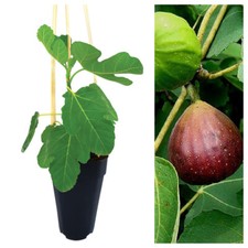 Ficus Carica Brown Turkey - Fig Tree in a 2Litre Pot Ready to Plant