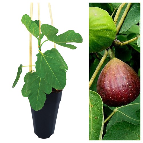 Ficus carica brown turkey - ficus,