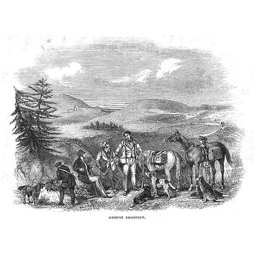 Hunting grouse shooting scene - shooting,